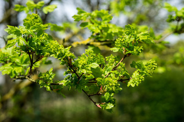 Japanese garden in Hasselt, Belgium