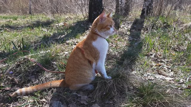 Cute red-white cat in birch grove. Spring sunny day. Light breeze, dynamic scene.