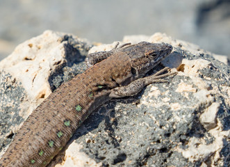 Kanareneidechse (Gallotia) auf Fuerteventura 