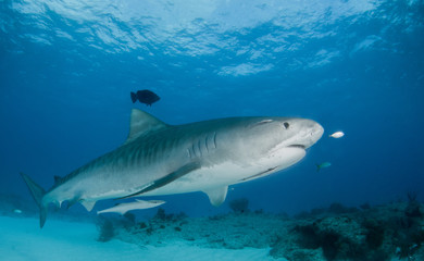Obraz na płótnie Canvas Tiger Shark at Tigerbeach, Bahamas