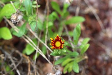 Small flower