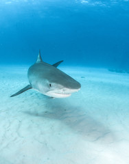 Fototapeta premium Tiger Shark at Tigerbeach, Bahamas