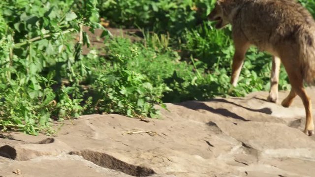 Hungry wild golden jackal running in green forest. Canis aureus golden wolf hunting in national park