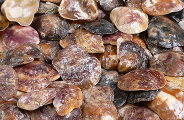 Close up on colorful purple, black and pink shells with organic shapes as background