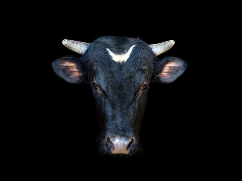 Portrait of a black bull isolated on a black background. Ox, oxen head close-up. Cattle