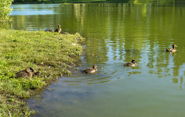 duck pond