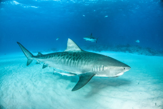 Tiger Shark at Tigerbeach, Bahamas