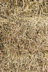 Background of dry hay, extruded and laid end to the camera