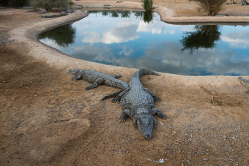 At Crocoloco Crocodile Farm