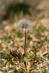 Dandelion