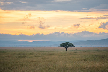 single tree in savanna feeling lonely