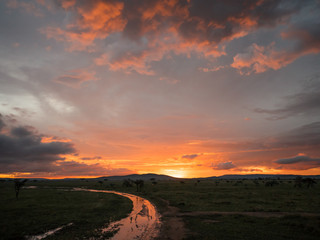 Sun down savanna Africa Serengeti orange tint