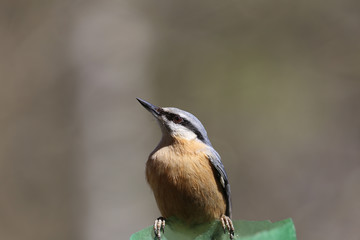 Bust of a brown nuthatch, on blurred brown background...