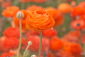 Close up of orange ranunculus flowers in a field, spring time.