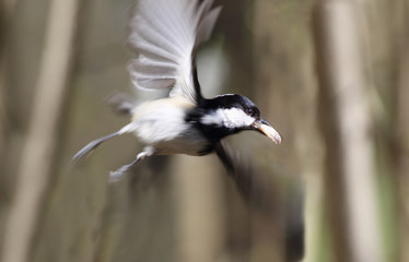 Little coal tit in flight between the trunks of the hazel, with peanuts in its beak ....