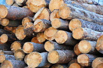 Pine round timber