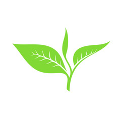 Tea leaf. Vector illustration
