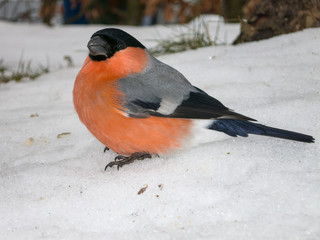 männlicher Gimpel im Schnee