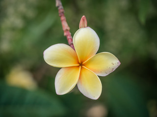 Yellow african flower petals