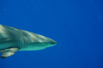 Blacktip reef shark