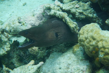 Giant moray