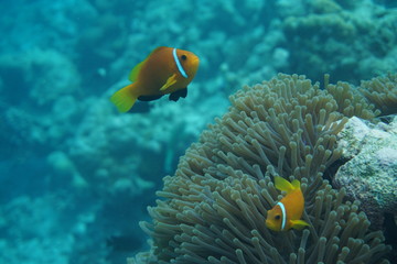 Fototapeta na wymiar Maldives Blackbar triggerfish