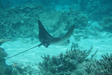 Spotted eagle ray