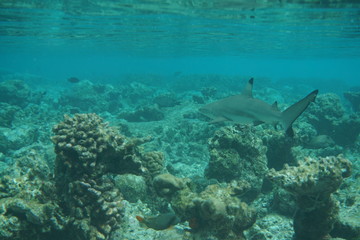 Fototapeta na wymiar Blacktip reef shark
