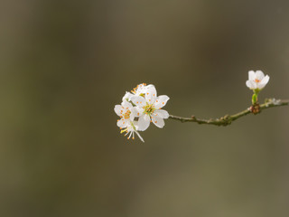 spring light white blossom being in flower close up