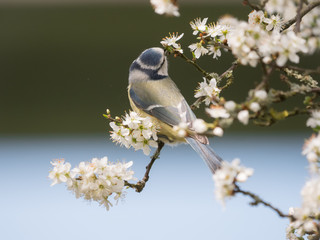 spring bird beautiful blue tit with blooming blossoms