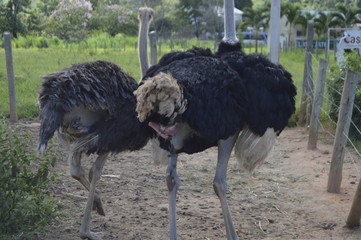 avestruz doceo