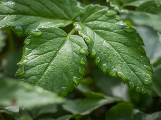 green leaves with water droplets