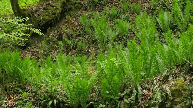 Fern in spring forest