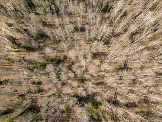 drone image. aerial view of forest from above trees with long shadows