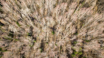 drone image. aerial view of forest from above trees with long shadows