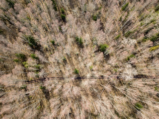 drone image. aerial view of forest from above trees with long shadows