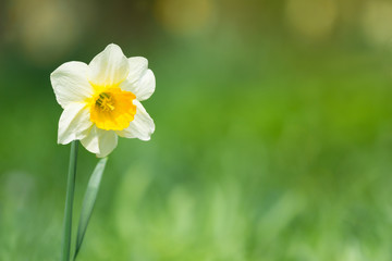 Weiße Narzisse (Narcissus) blüht im Licht der Frühlingssonne.