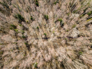 drone image. aerial view of forest from above trees with long shadows