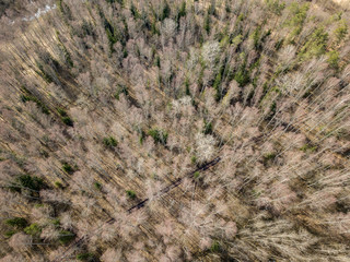 drone image. aerial view of forest from above trees with long shadows