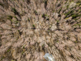 drone image. aerial view of forest from above trees with long shadows