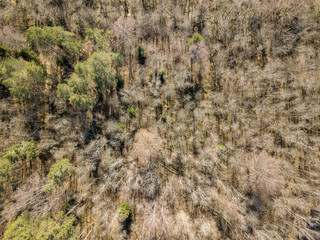 drone image. aerial view of forest from above trees with long shadows