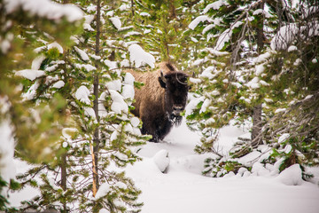 Winter Wildlife in Yellowstone