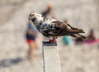 curious pigeon wonders what you are doing
