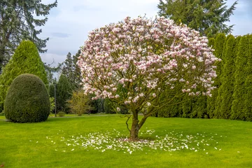 Fotobehang Mooie paarse magnoliaboom genaamd & 39 big Dude& 39  © Lukassek