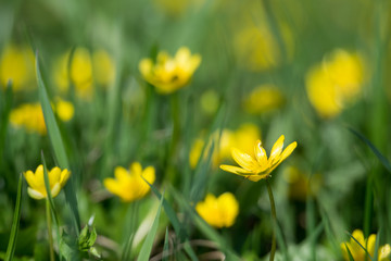 flood of yellow flowers