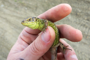 nimble lizard in hand