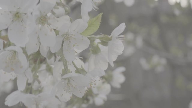 Mirabelle plum flowers flat slog
