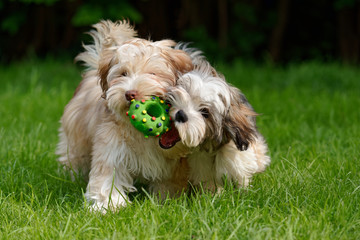 Two havanese puppies play together with a green toy in the grass © mdorottya