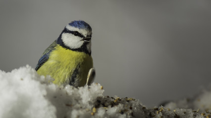 Oiseaux du Grésivaudan - Chartreuse - Isère.