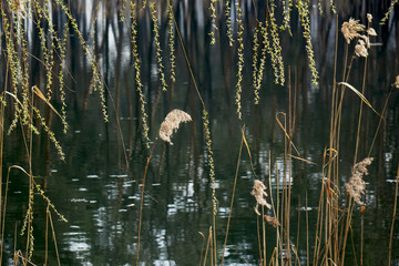 young willow foliage and dry cane against the background of water